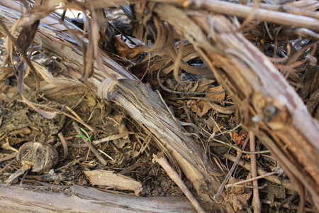 Spring vine rootsの写真素材