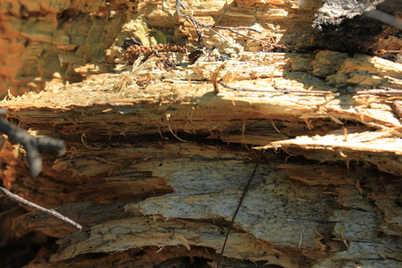 The inside of a trunk of a rotten birchの写真素材