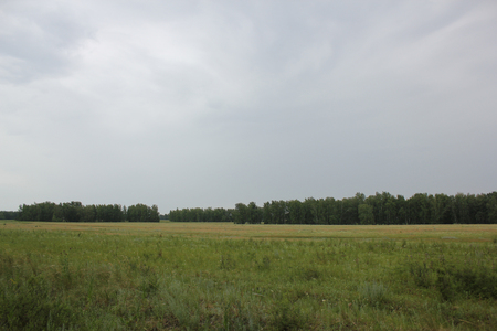 Beautiful summer landscape near forest 31146の写真素材