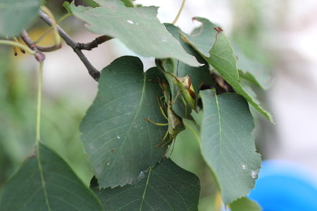 Green bedbugs on a green leaf with natural backgroundの写真素材