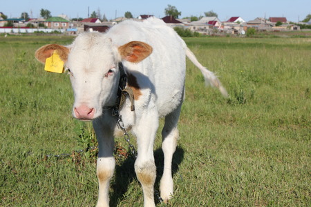 White-brown calf basking in the sun at meadowの写真素材