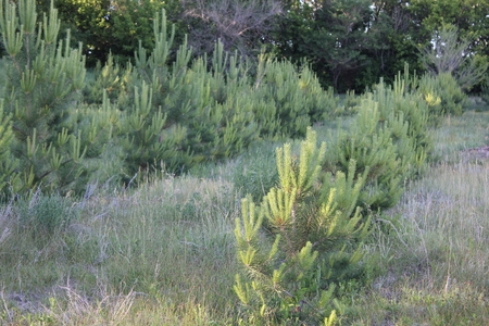 Young pine trees at village meadow 30854の写真素材