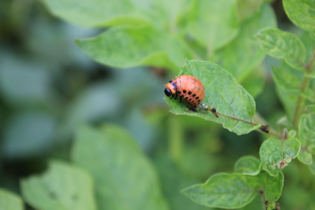 Colorado potato beetle on green leavesの写真素材