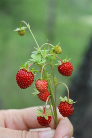 Branch with strawberry berries in handの写真素材