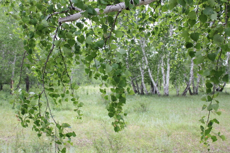 Green birch forest in sunny dayの写真素材
