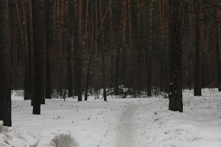 Snow path in a winter forest 30547の写真素材