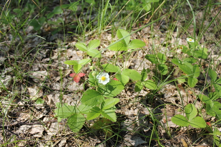 Blooming strawberry in a summer fieldの写真素材