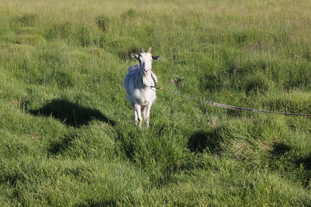 Tethered goat grazing in the summer meadowの写真素材