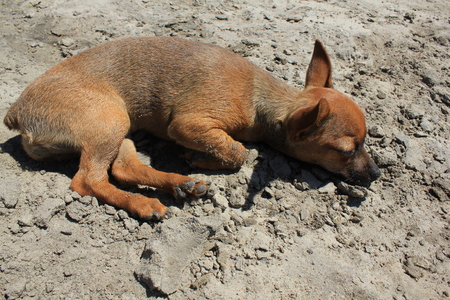 Toy terrier lying on a sandy beachの写真素材