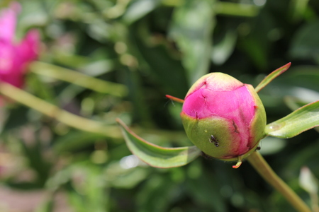 The ant crawls over the bud of the red peony 30697の写真素材