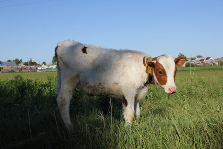 White-brown calf basking in the sun at meadowの写真素材