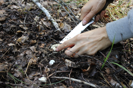 Cutting agaric mushrooms in the summer forestの写真素材