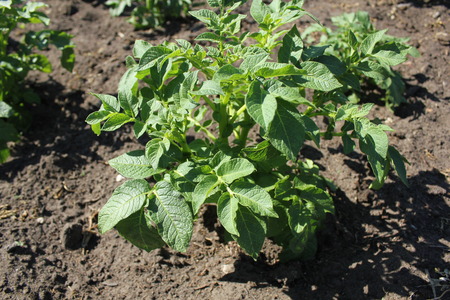 Potato bushes on the cultivated vegetable gardenの写真素材