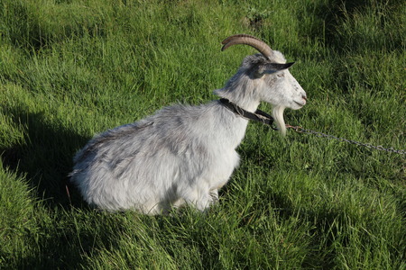 Tethered goat grazing in the summer meadowの写真素材