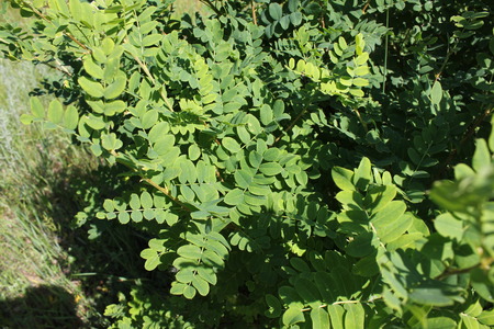 Acacia bush in the summer gardenの写真素材