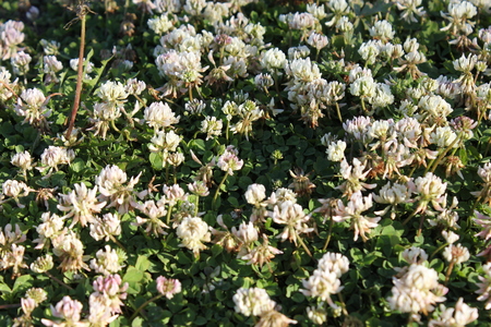 Background of white alissum flowersの写真素材