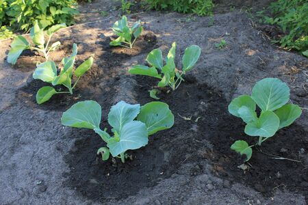 A cabbage seedlings in the summer gardenの写真素材