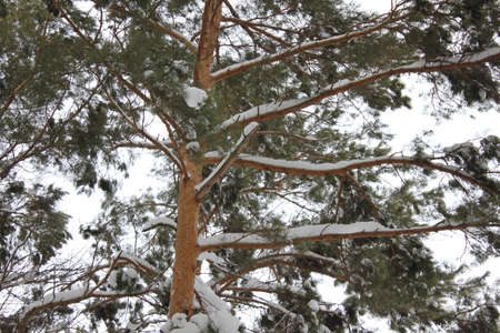 Beautiful winter landscape with snow covered pine trees 30041の写真素材