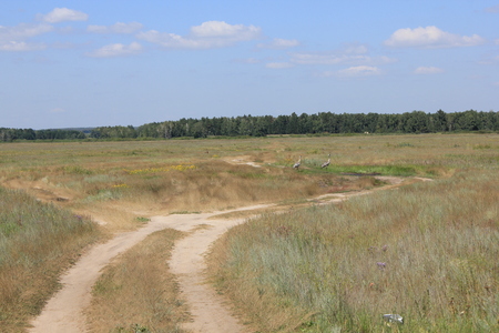 Grey crane in the summer fieldsの写真素材