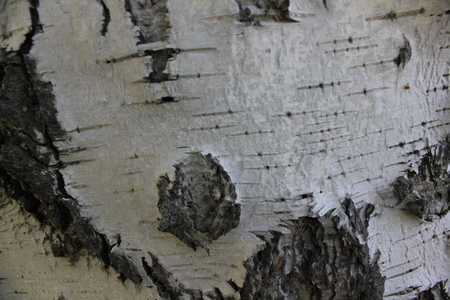 The middle part of the birch trunkの写真素材
