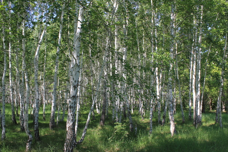 Green birch forest in sunny dayの写真素材