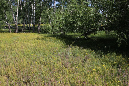 Beautiful summer landscape near forestの写真素材