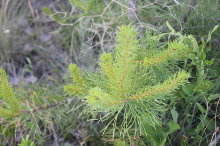 Pine branch in young forestの写真素材
