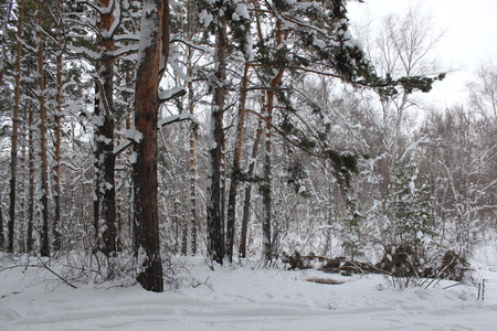 Beautiful winter landscape with snow covered pine trees 30056の写真素材