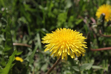 One dandelion flower at grass 30651の写真素材