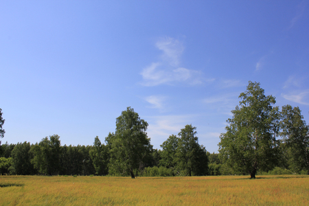 Beautiful summer landscape near forestの写真素材
