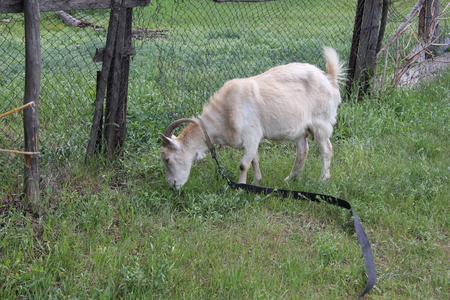 Tethered goat grazing in summer village 30725の写真素材