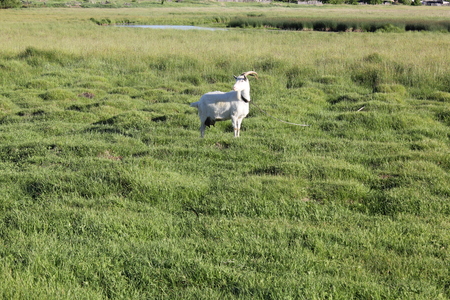Tethered goat grazing in the summer meadowの写真素材