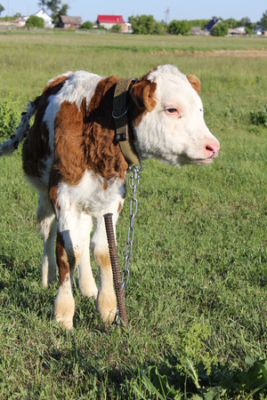 White-brown calf basking in the sun at meadowの写真素材