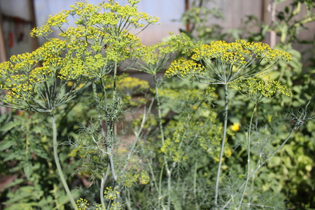 Blossoming fennel in a greenhouseの写真素材