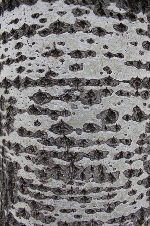 Middle part of a trunk of an aspen 31153の写真素材