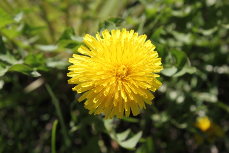 One dandelion flower at grassの写真素材