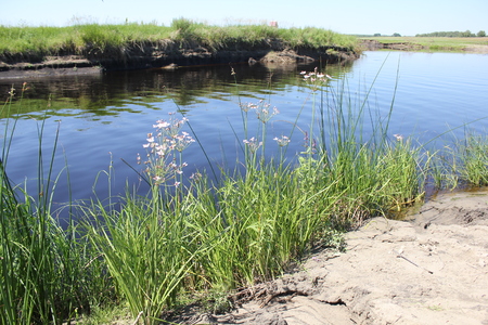 Green reeds close to the lake in summerの写真素材