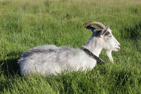Tethered goat grazing in the summer meadowの写真素材