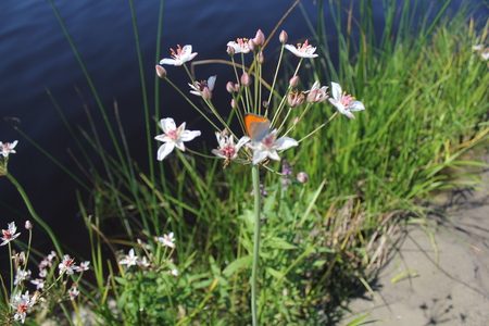 Green reeds close to the lake in summer and butterflyの写真素材
