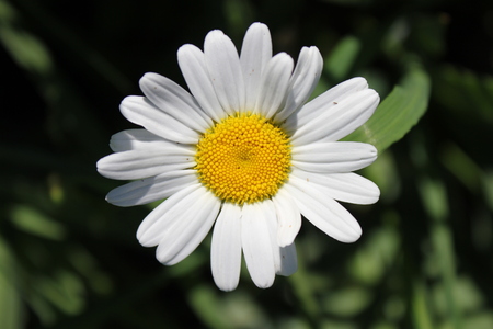 Background of white flower chamomile in gardenの写真素材