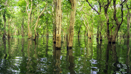 Siem Reap Tonle Sap Kompong Phluk boat ride under mangrove tree canopy. Flooded mangrove forest surrounds the area of Kompong Phluk, a cluster of three villages of stilted houses in Cambodiaの写真素材