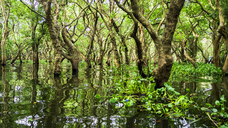 Siem Reap Tonle Sap Kompong Phluk boat ride under mangrove tree canopy. Flooded mangrove forest surrounds the area of Kompong Phluk, a cluster of three villages of stilted houses in Cambodiaの写真素材