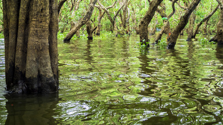 Siem Reap Tonle Sap Kompong Phluk boat ride under mangrove tree canopy. Flooded mangrove forest surrounds the area of Kompong Phluk, a cluster of three villages of stilted houses in Cambodiaの写真素材