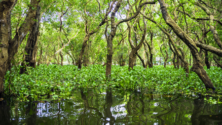 Siem Reap Tonle Sap Kompong Phluk boat ride under mangrove tree canopy. Flooded mangrove forest surrounds the area of Kompong Phluk, a cluster of three villages of stilted houses in Cambodiaの写真素材