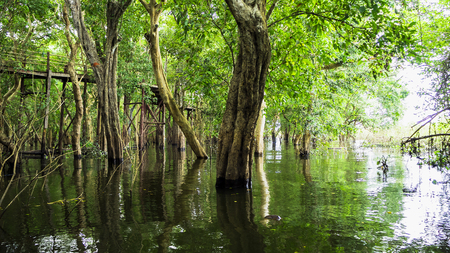 Siem Reap Tonle Sap Kompong Phluk boat ride under mangrove tree canopy. Flooded mangrove forest surrounds the area of Kompong Phluk, a cluster of three villages of stilted houses in Cambodiaの写真素材