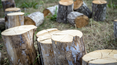 Logs, big and small, cut and piled. Texture of short wooden logs with dark brown bark and orange circles inside logs, background of wooden logs with few colorful autumn leaves lay on them.の写真素材
