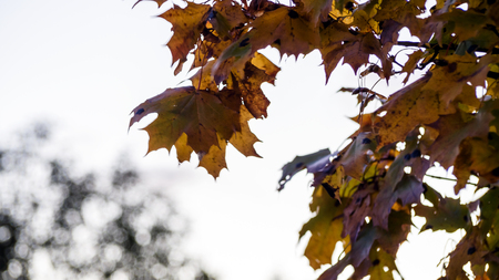 Close-up of Autumn maple leaves with clear white sky background. Autumnal leaves of maple, texture....