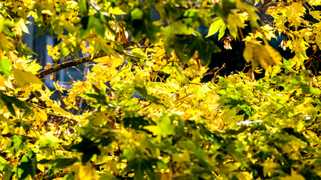 Fan rake and pile of fallen leaves in autumn park. dry yellow leaves fallen from the trees in the...