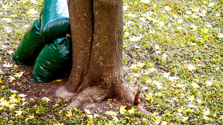 Bunch of pile of withered leaves lying in black bin bags. Black garbage bags filled with fallen...