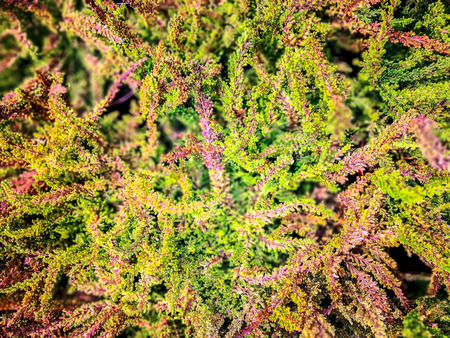 Close up of Beautiful Autumn red home field plantsの写真素材